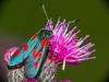 Zygaena trifolii